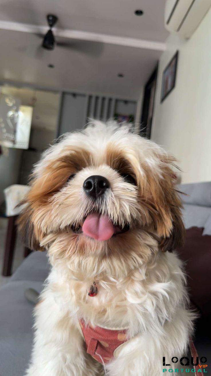 Acompanhantes Coimbra: Sou uma acompanhante de luxo.